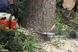  Middletown, NY Tree Removal Pros