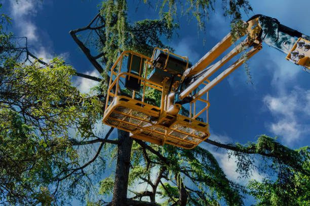 Best Storm Damage Tree Cleanup  in Middletown, NY
