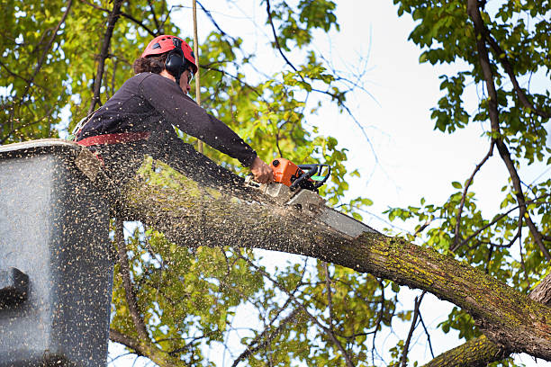 Best Commercial Tree Services  in Middletown, NY
